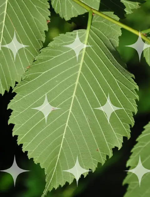 Serrated Leaf, Backlit