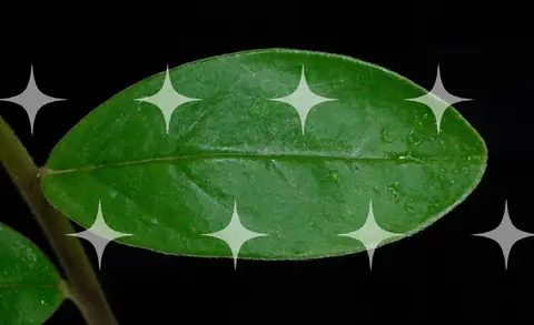 Glossy Leaf on Black