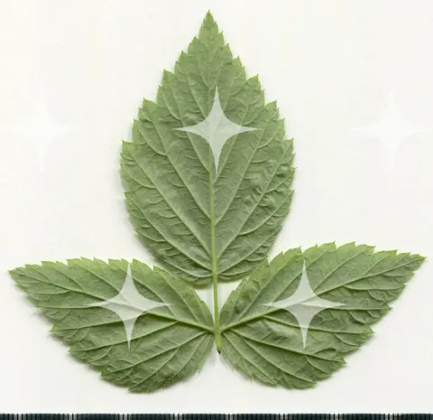 Compound Leaf Specimen