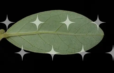 Leaf Underside on Black