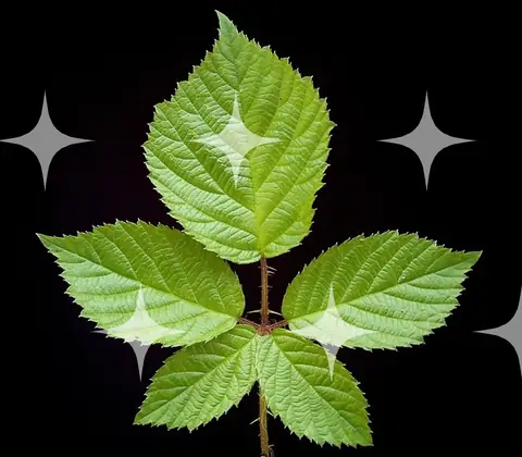 Bramble Leaf on Black