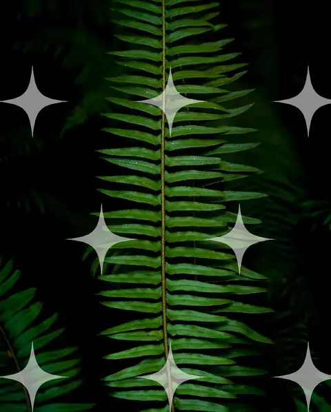 Fern Frond, Symmetrical