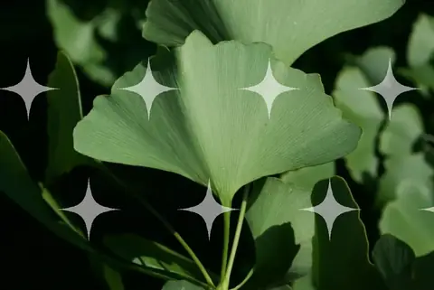 Ginkgo Leaf, Fan-Shaped