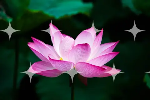 Pink Lotus in Flower