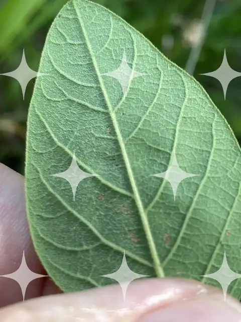 Leaf Held to the Light