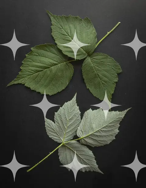 Bramble Leaves, Both Faces
