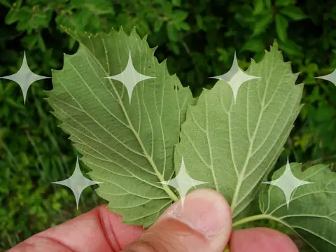 Vine Leaf in the Hand