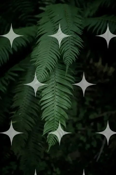 Fern Fronds in Shade