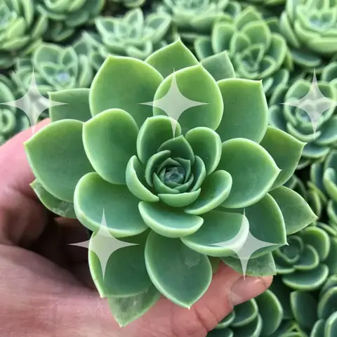 Echeveria Held in a Hand