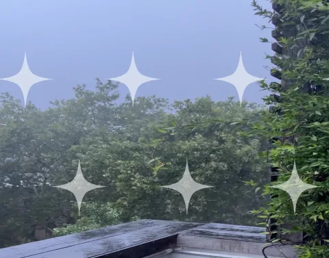 Foliage in Mist