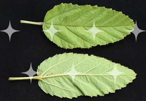 Two Leaves, Face and Back
