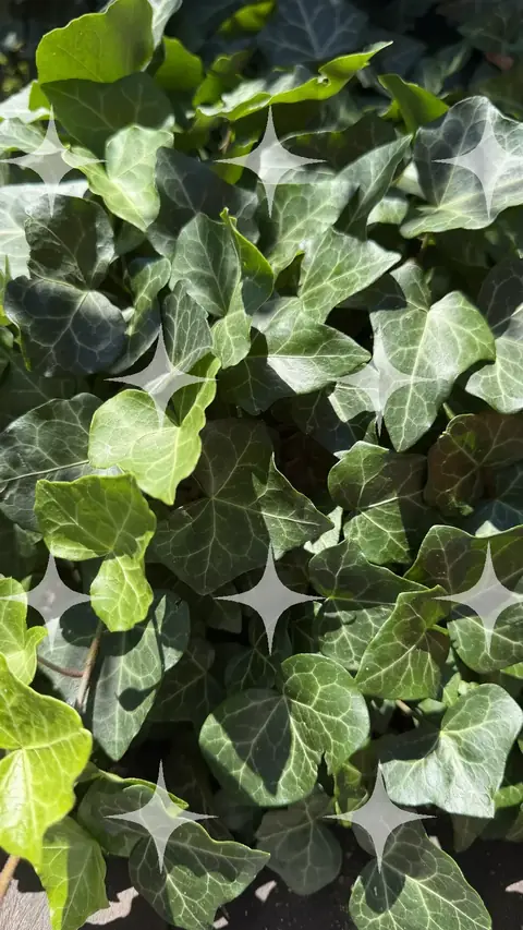 Ivy Covering a Wall