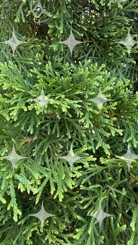 Cypress Foliage, Close