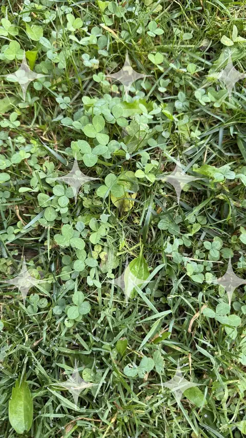 Clover and Grass Ground Cover
