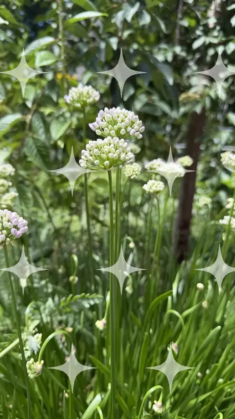 Alliums in Flower