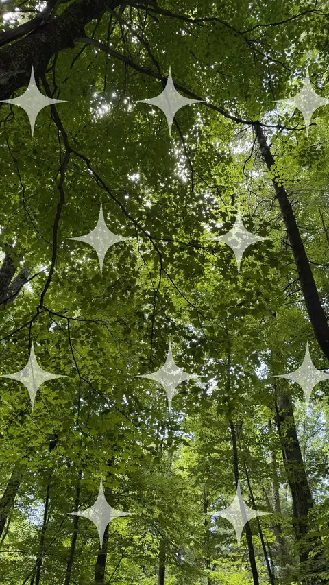 Canopy from Below
