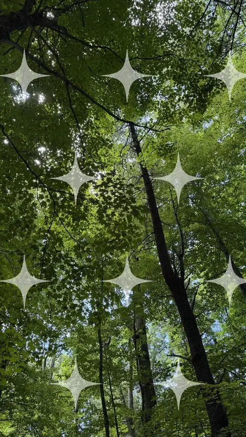 Backlit Canopy and Trunks