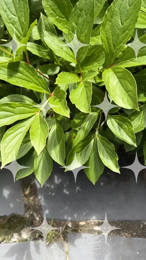 Glossy Foliage Over a Kerb