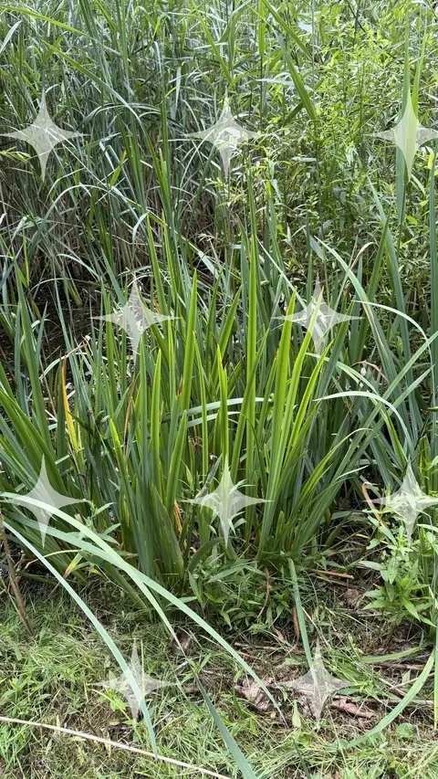 Clump of Riverside Grasses