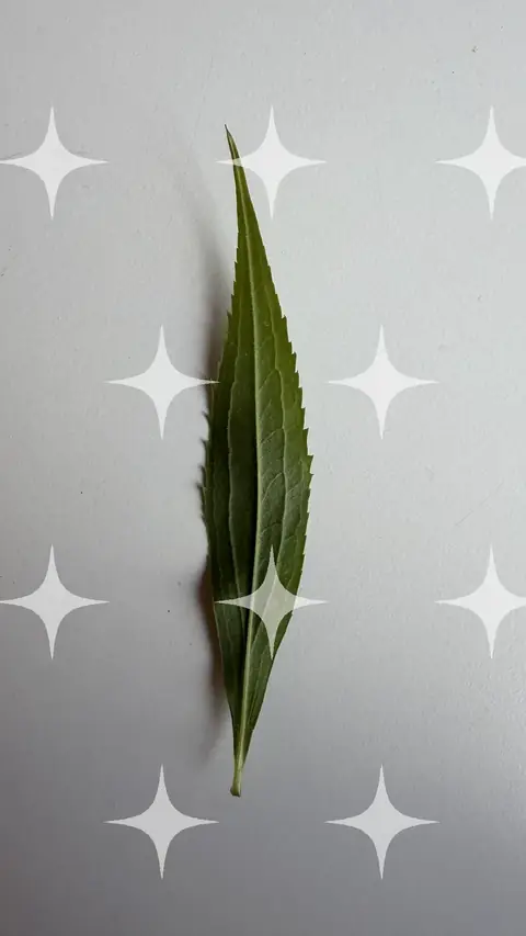 Willow Leaf on Grey
