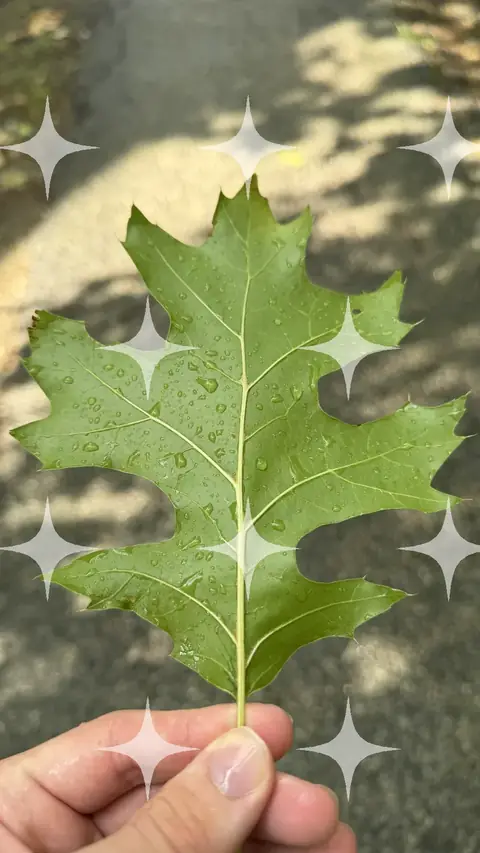 Oak Leaf in the Hand