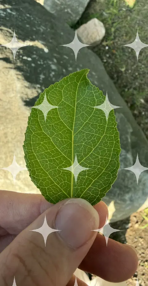 Toothed Leaf Held Up