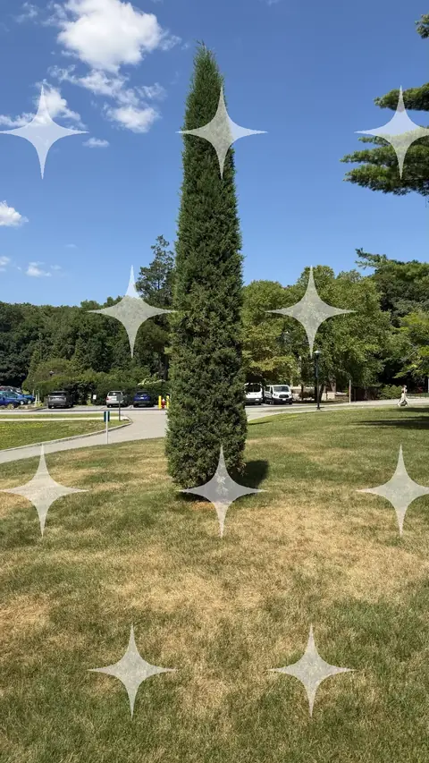Columnar Conifer on a Lawn