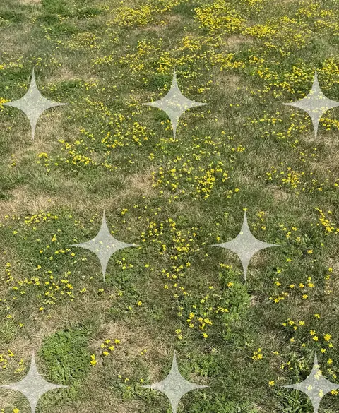 Yellow Flowers in Rough Grass