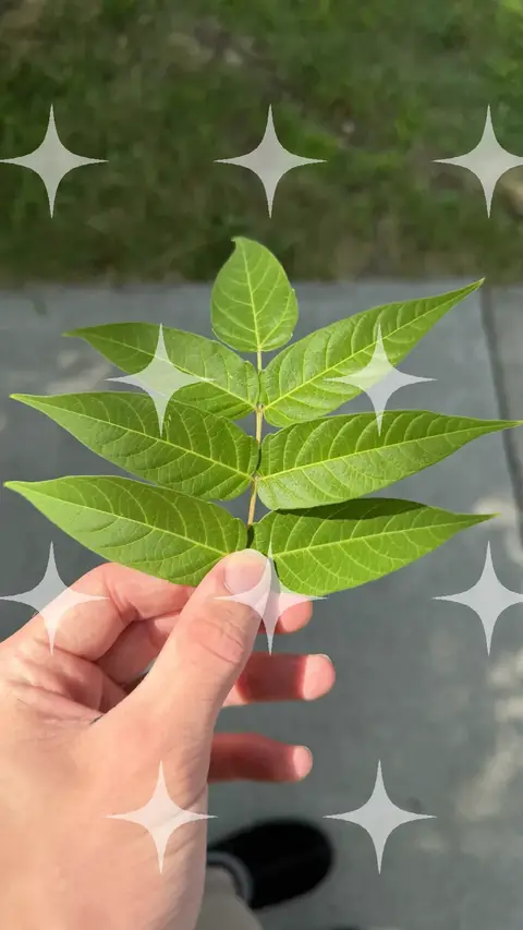 Compound Leaf Held Up