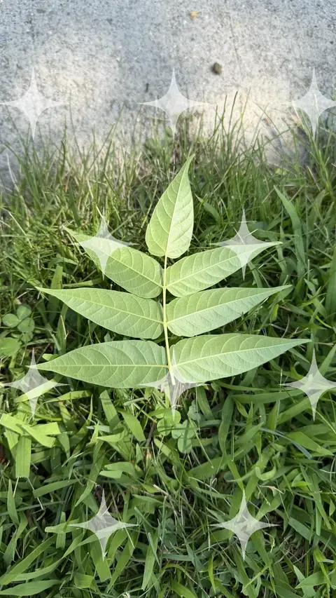 Young Shoot in Grass