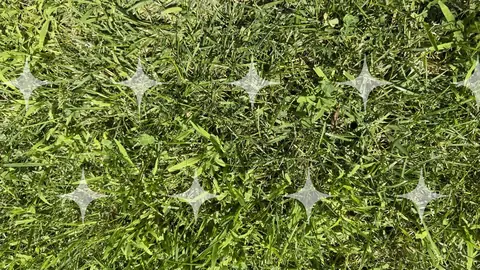 Mixed Grass, Close