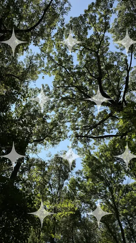Branches Against Blue Sky