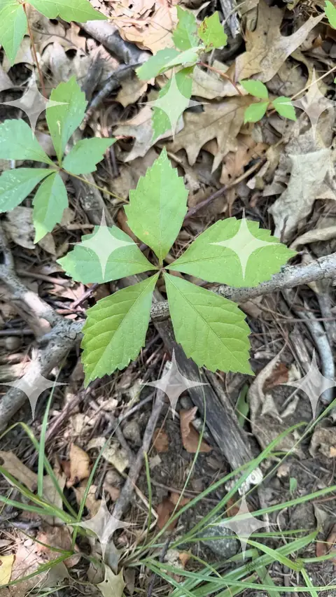 Seedling on the Forest Floor