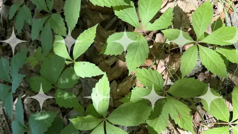 Virginia Creeper Over Litter