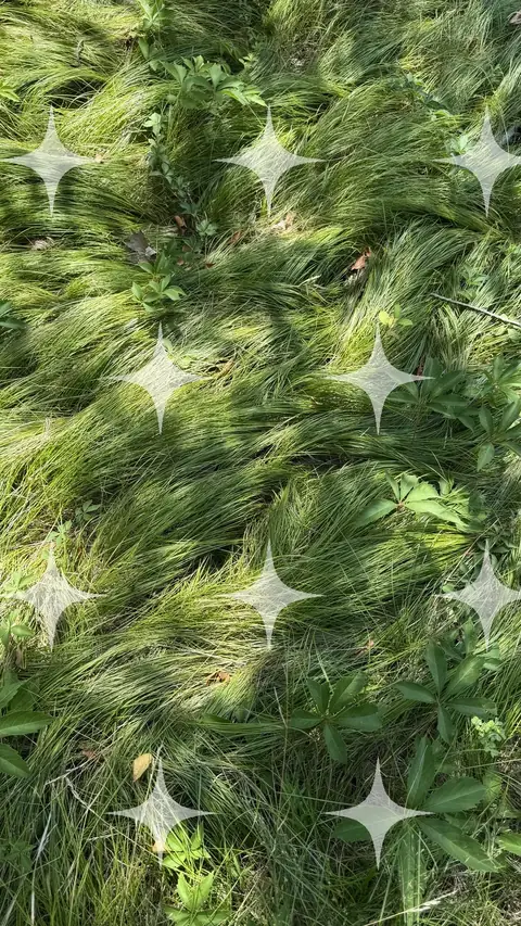 Fine Grasses Bending