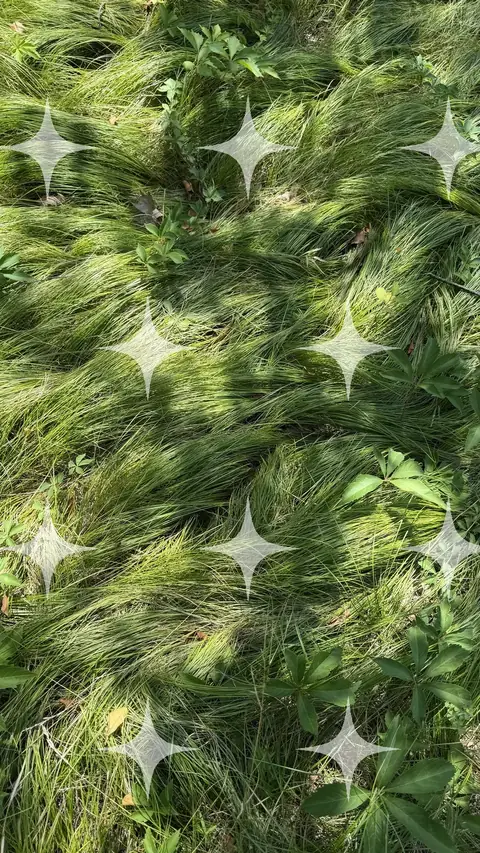 Wind-Combed Grass