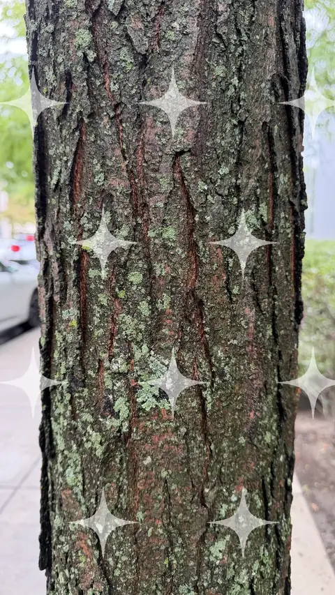 Lichen-Covered Trunk