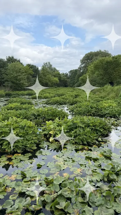 Lily Pads on Open Water