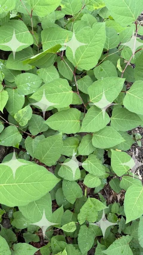Bramble Growth, Close