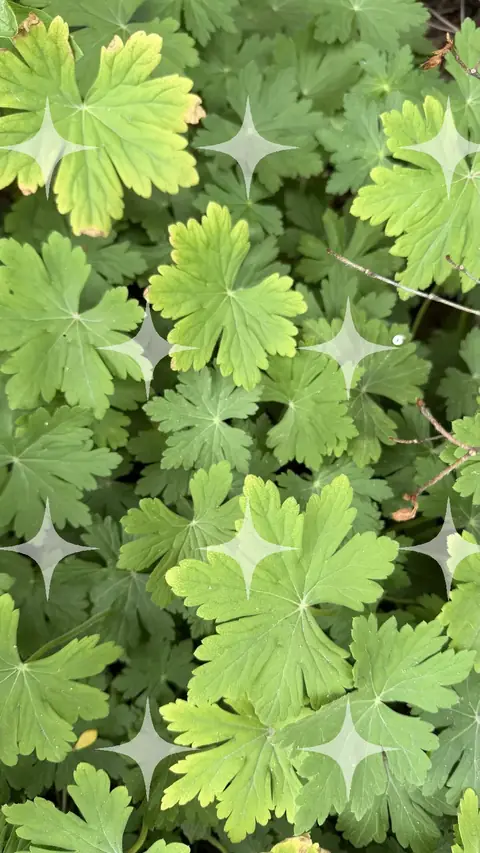 Geranium Leaves