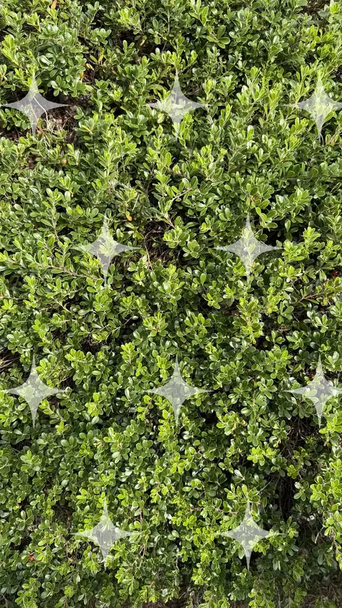 Clipped Box Hedge