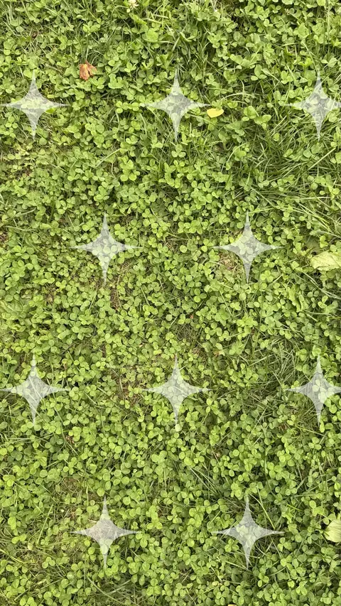 Clover Ground Cover