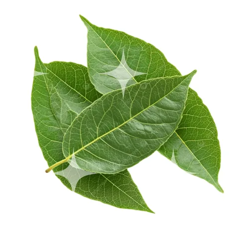Three Leaves on White