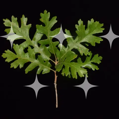 Lobed Oak Leaves