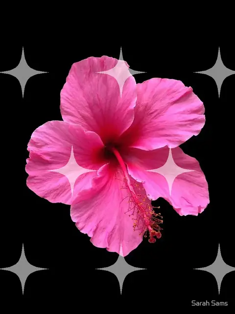 Pink Hibiscus in Flower