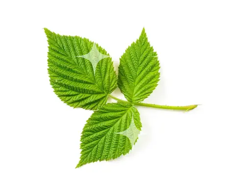 Bramble Leaf on White