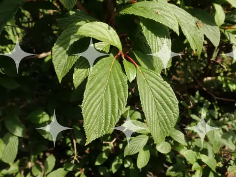 Serrated Leaves in Sunlight