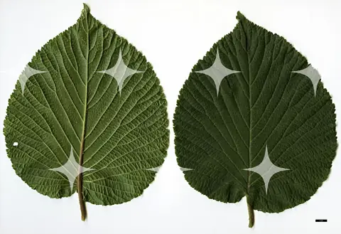 Two Pressed Leaves