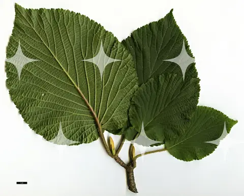 Pressed Leaf Specimen with Scale