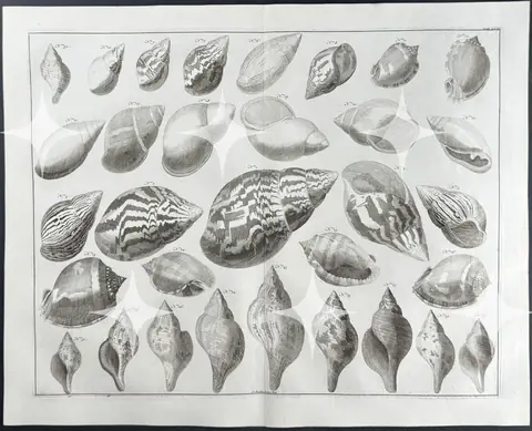 Engraved Plate of Shells